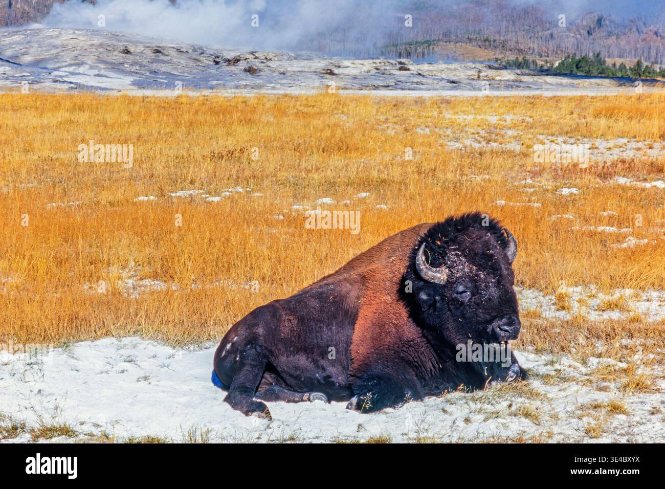 Prairie bison hi-res stock photography and images - Alamy
