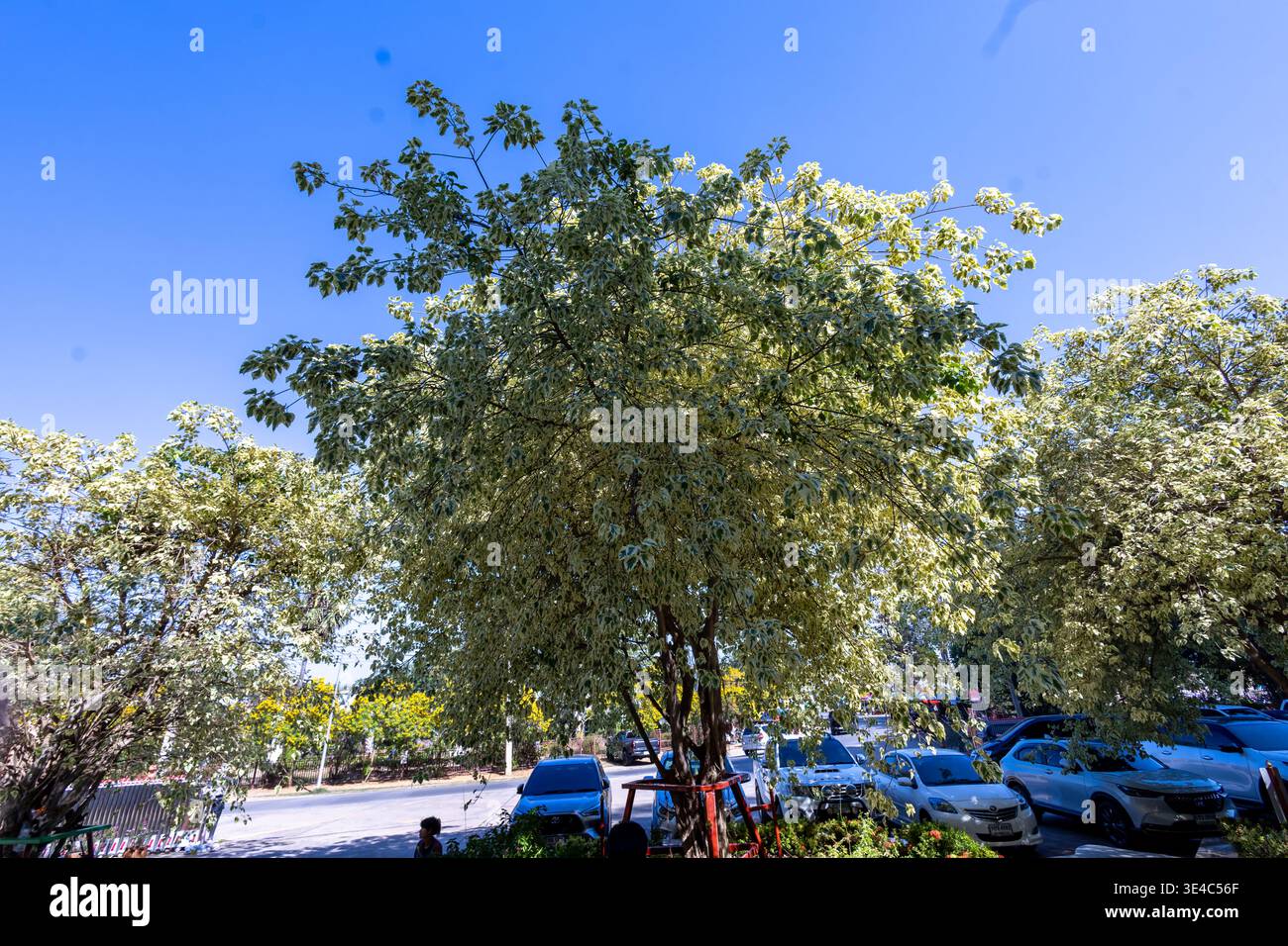 Peepal tree ficus religiosa hi-res stock photography and images - Alamy