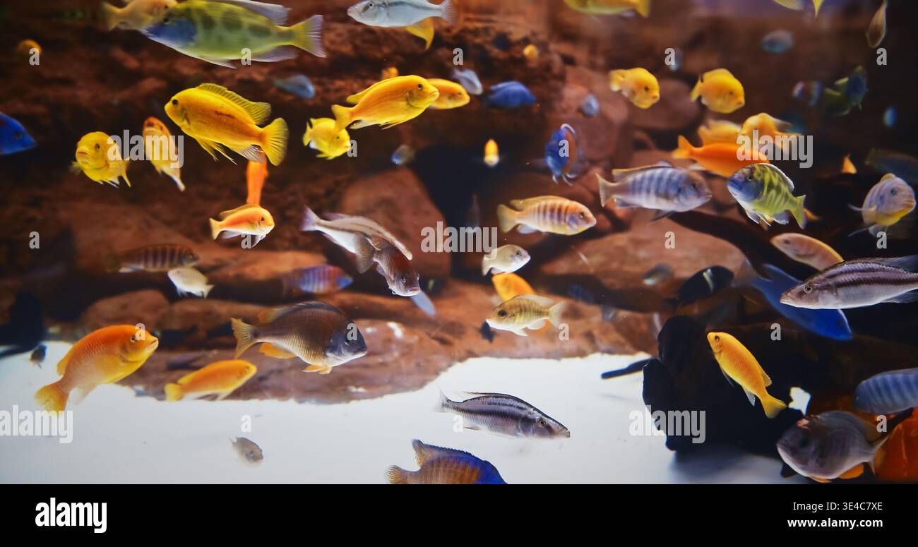 Different Colored Fish In Aquarium. Colorful Cichlids Swim At Aquarium. Cichlids Large, Diverse, And Widespread Family Cichlidae, Order Cichliformes Stock Photo