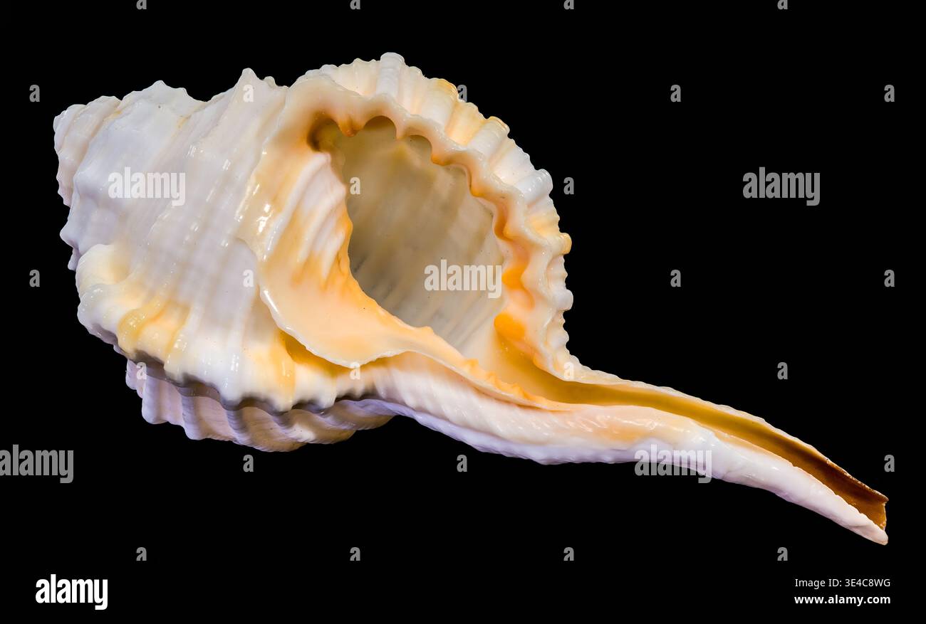Spindle tibia seashell isolated on black background Stock Photo