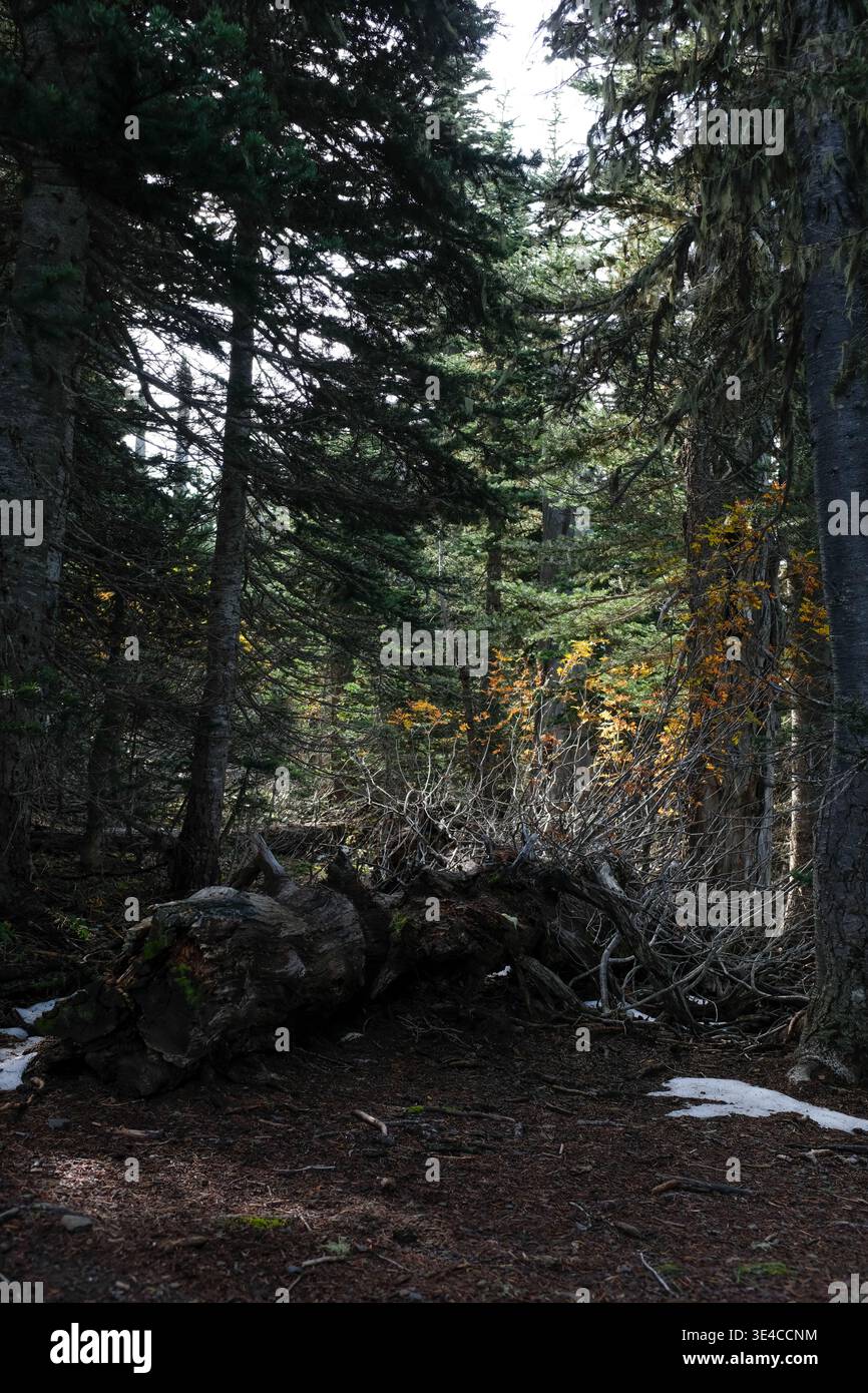 Fallen tree with dappled sunlight in Pine forest Stock Photo