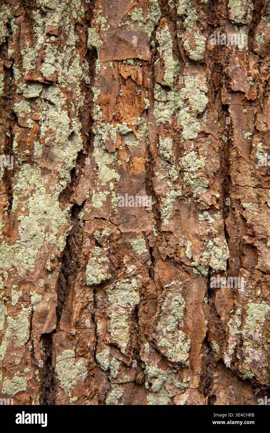 Oak tree furrowed bark texture close up for backgrounds Stock Photo