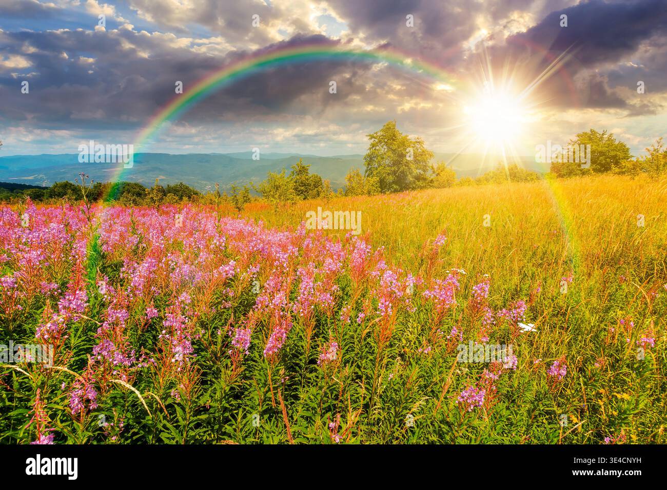 sunset over landscape with high grass and blooming pink flowers on top of a mountain. willow herb on alpine meadow under rainbow. trees near the edge Stock Photo