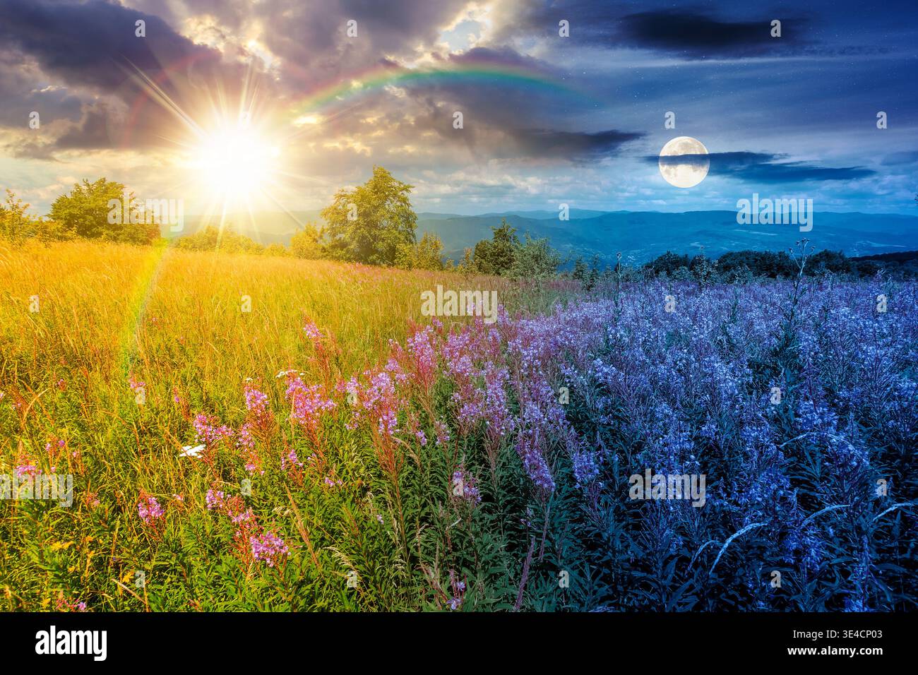 landscape with high grass and blooming pink flowers on top of a mountain. day meet night. willow herb on alpine meadow. sun and moon over trees near t Stock Photo