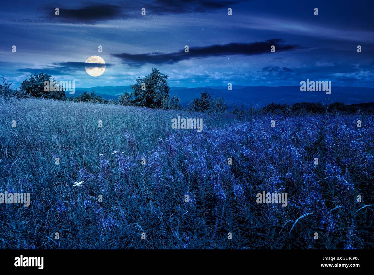 landscape with high grass and blooming pink flowers on top of a mountain at night. full moon over willow herb on alpine meadow. trees near the edge of Stock Photo