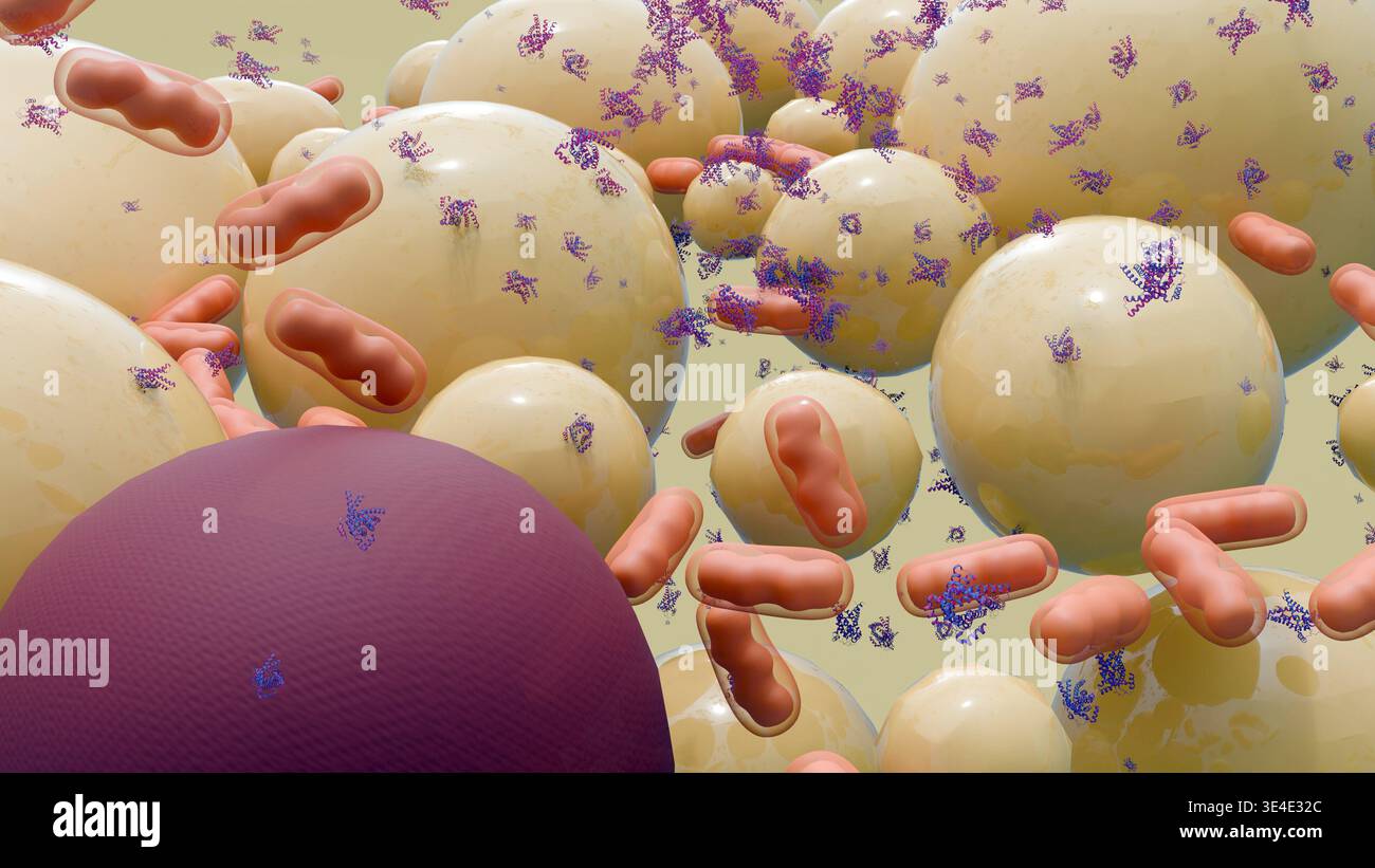 Multilocular Adipocytes with Mitochondria and Thermogenin Ribbon Model ...