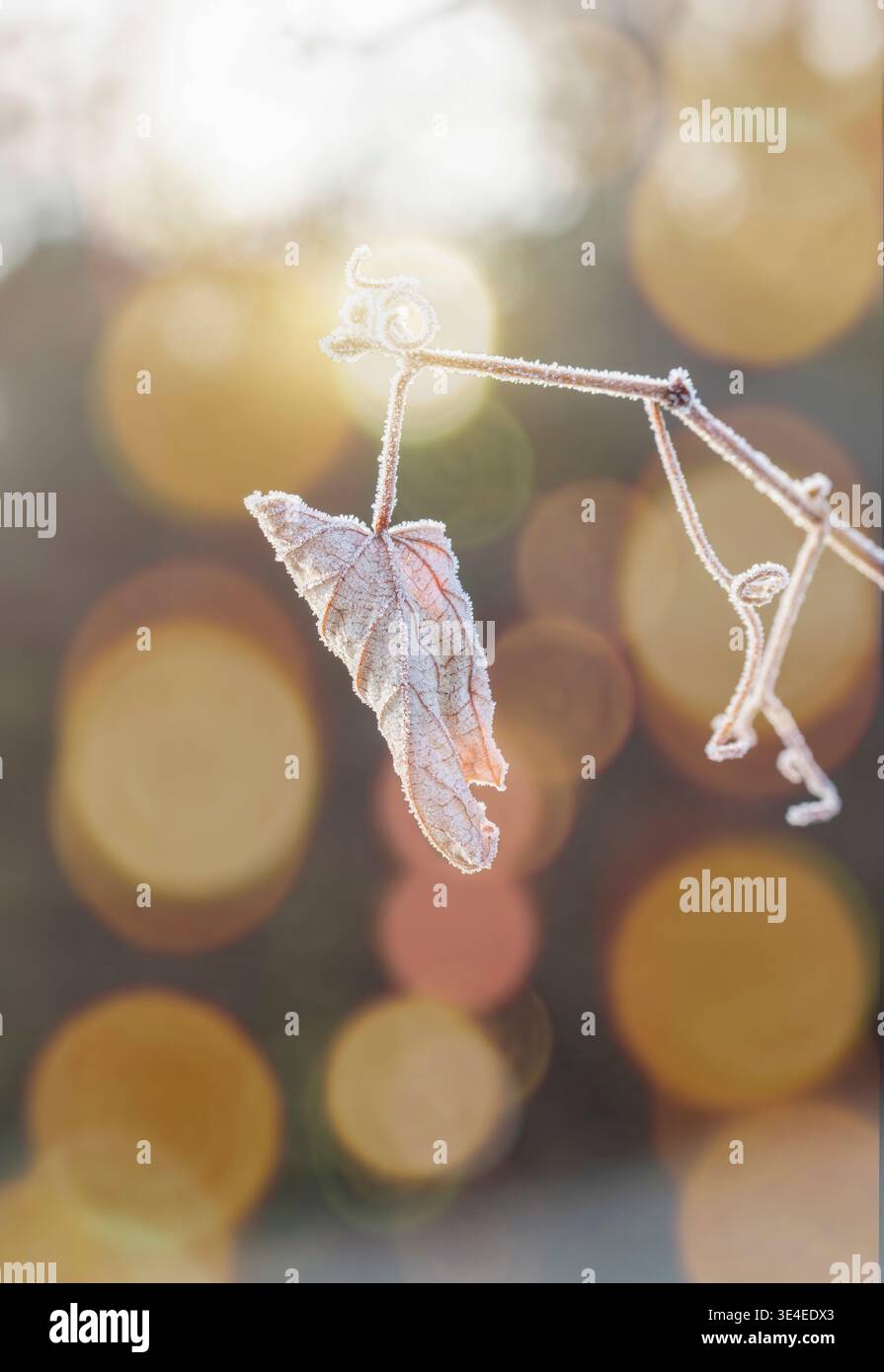 Backlit Grape Leaf and Tendrils with Ice Crystals Stock Photo