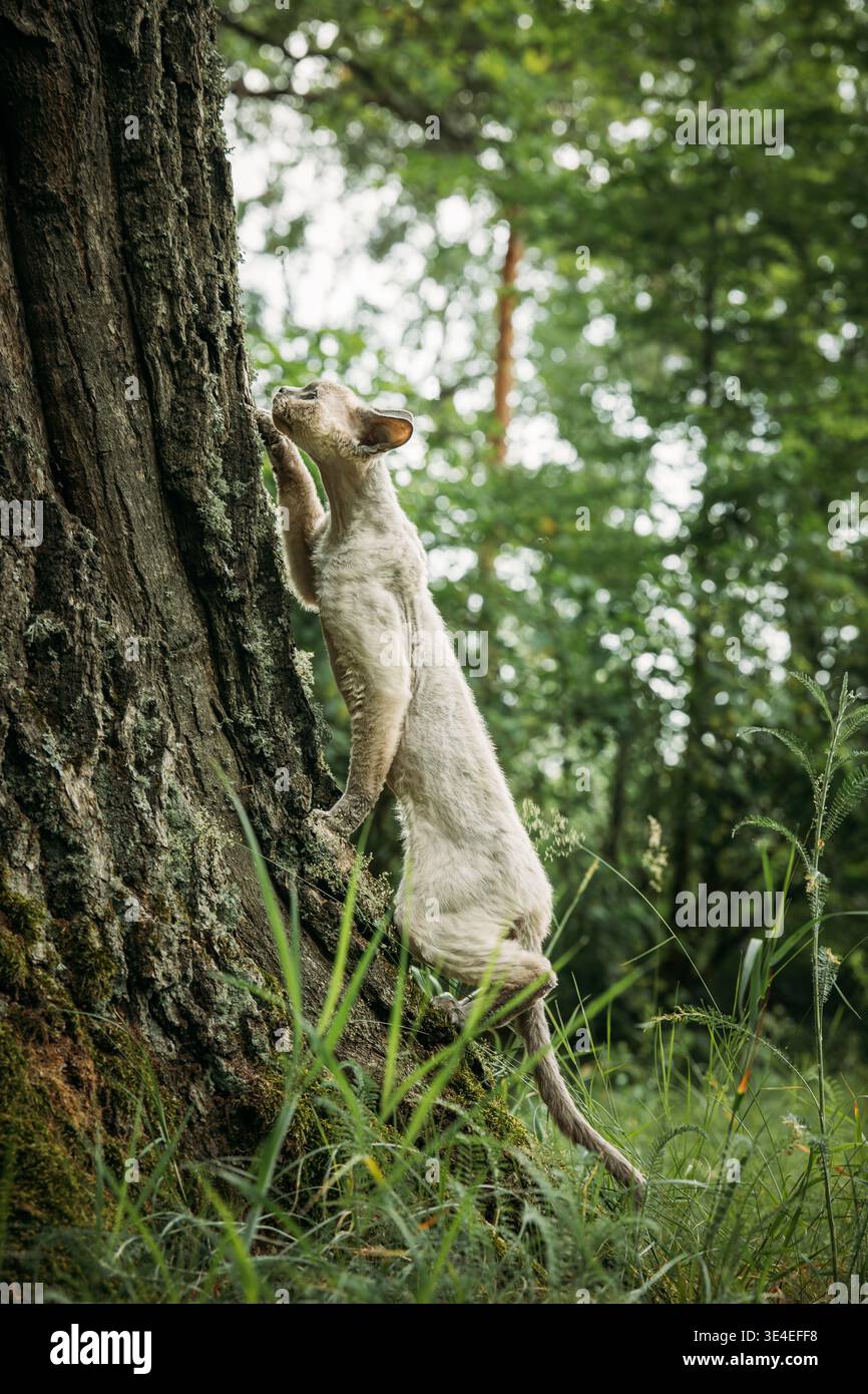 White Devon Rex Cat Standing on Hind Legs by Moss Covered Tree Stock Photo