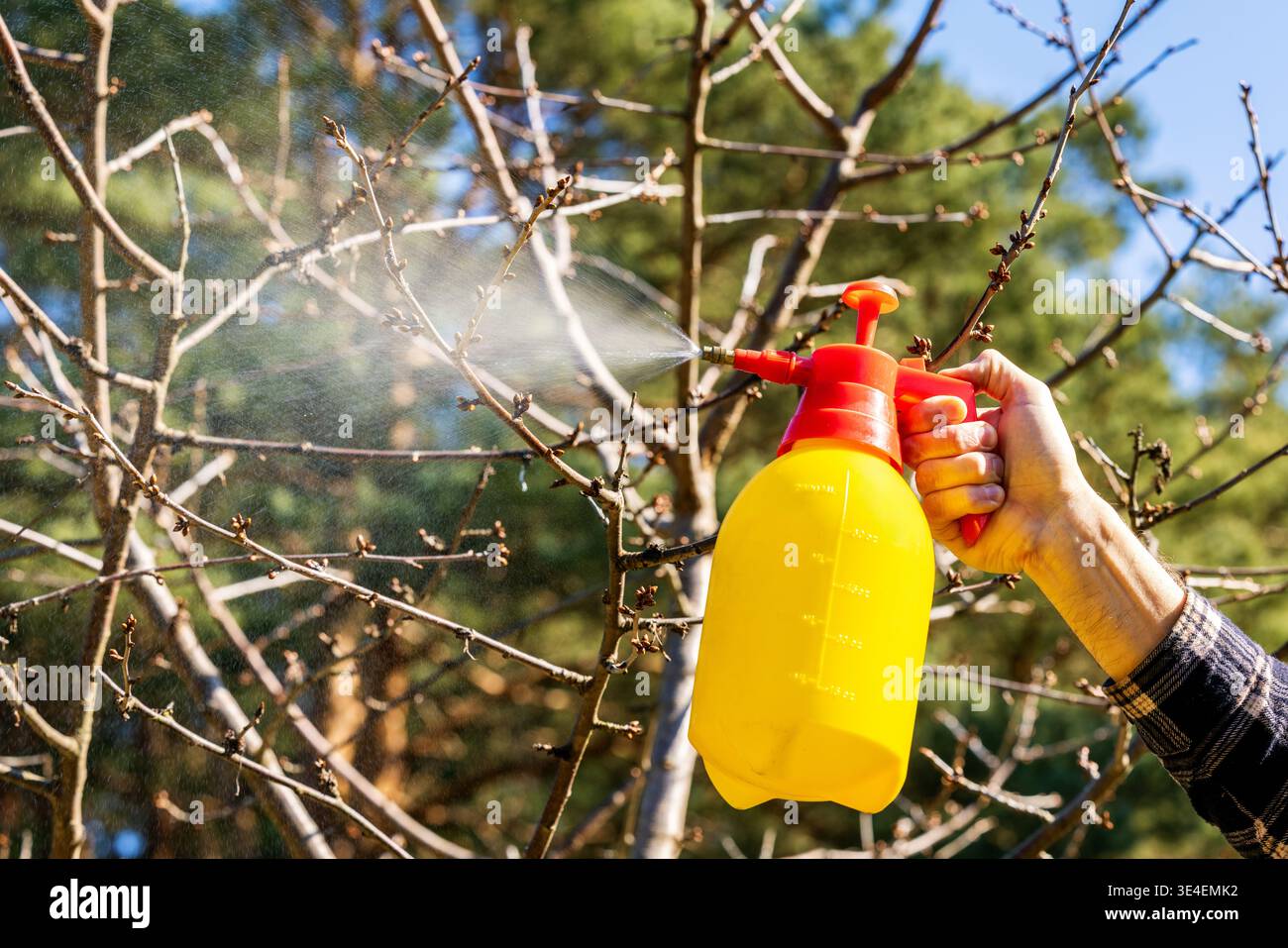 Gardener Spraying Insecticidal Soap Hi res Stock Photography And Images 