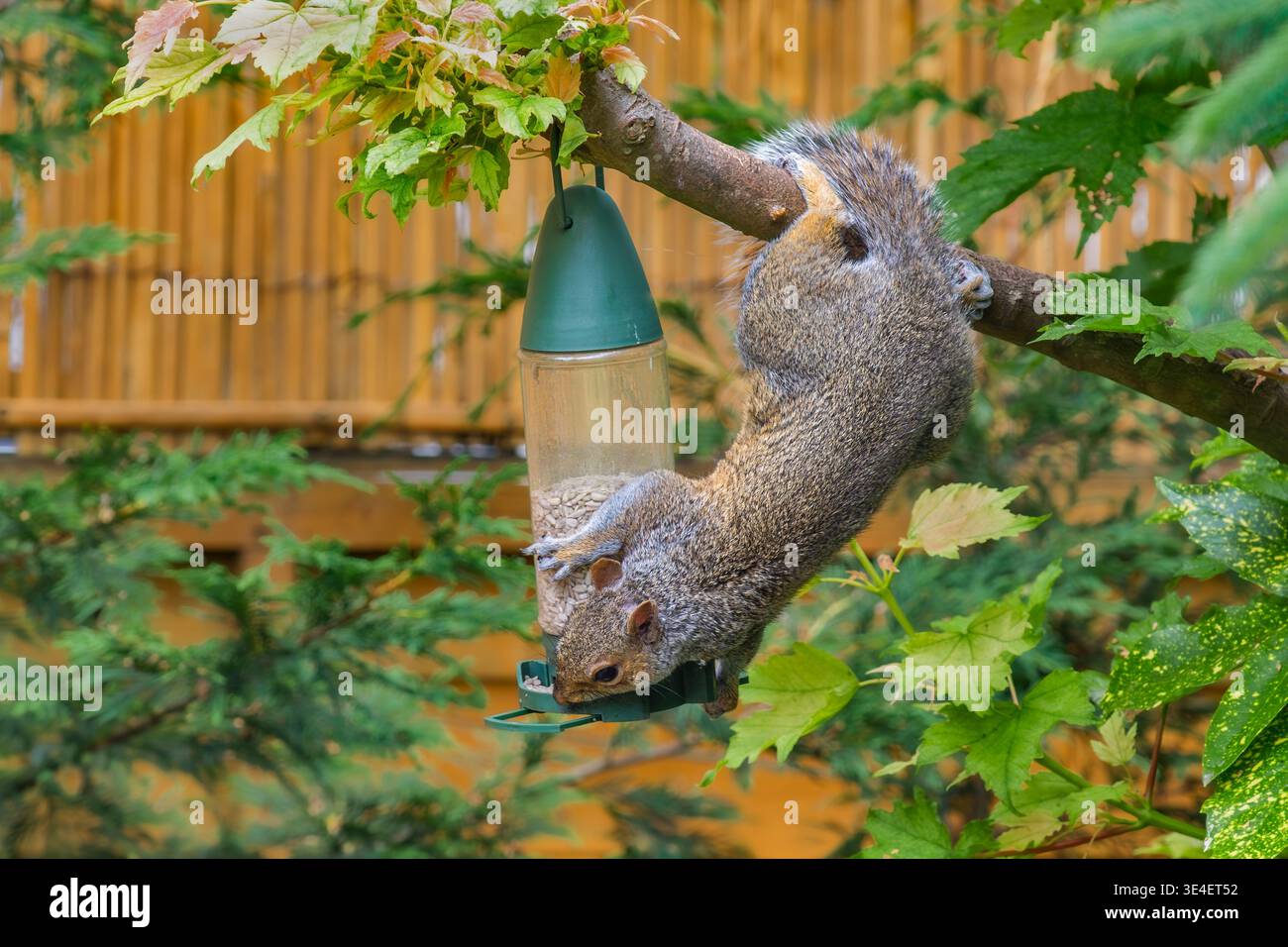 Grey squirrel (Sciurus carolinensis) hanging upside down from tree to feed from bird feeder in garden, England, U Stock Photo