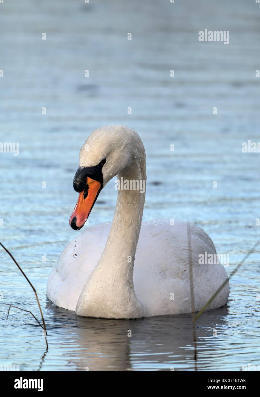 Mute swan (Cygnus olor) covered in rain drops with water droplet ...