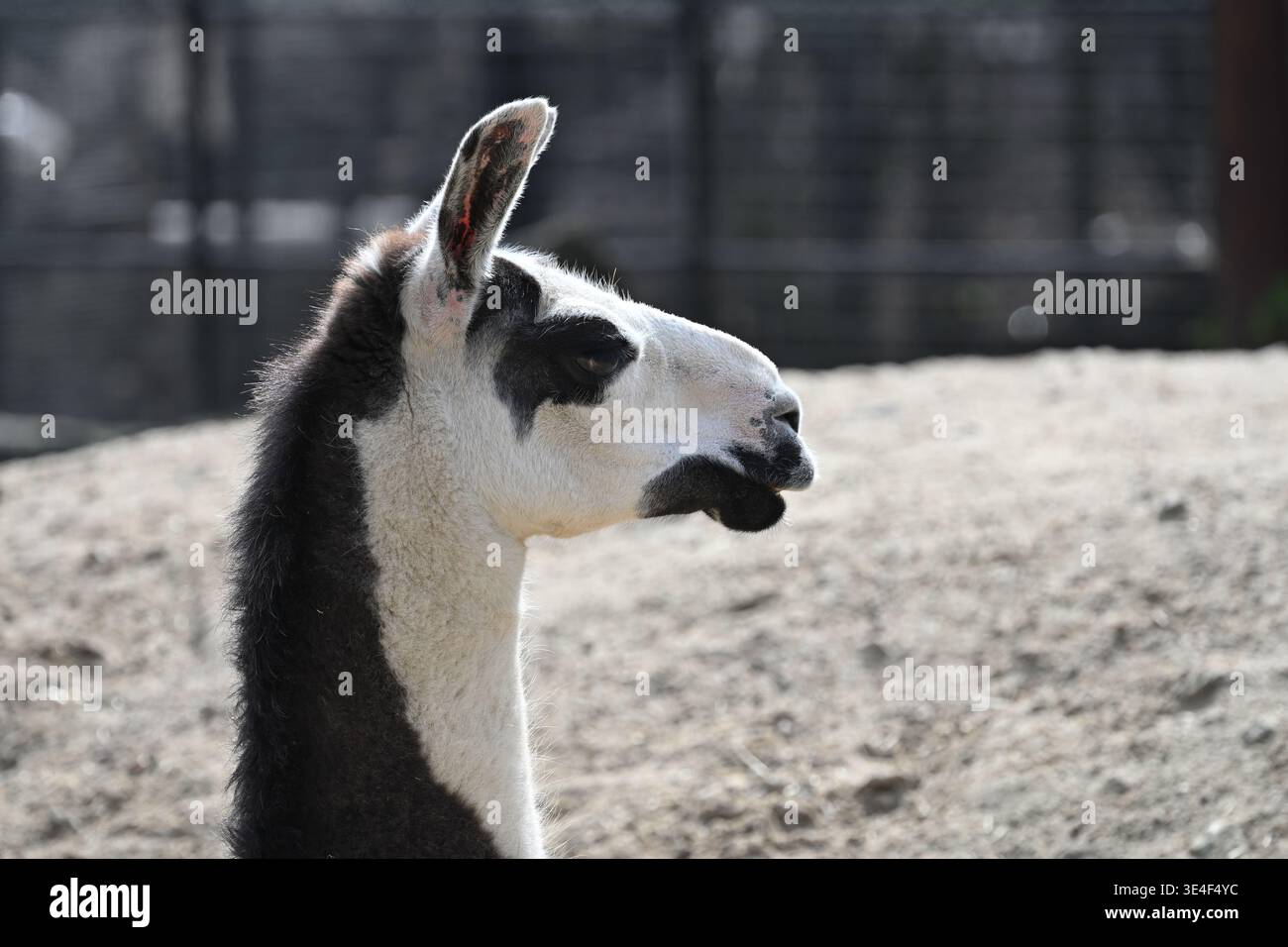 Llama at London Zoo Stock Photo