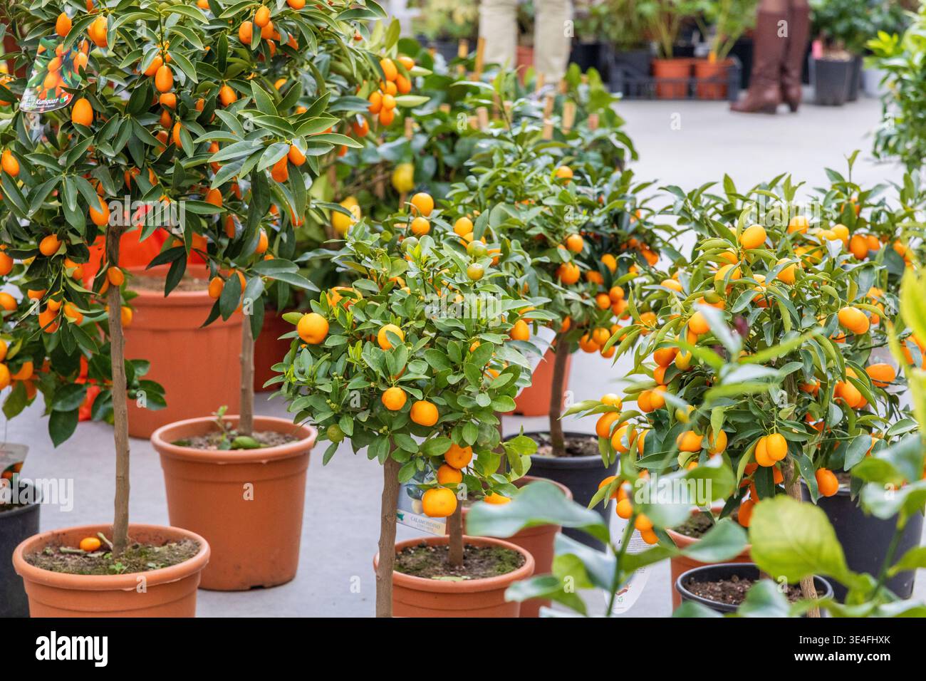 dracaena for sale Full Size Dracaena 'Marginata' main image 0