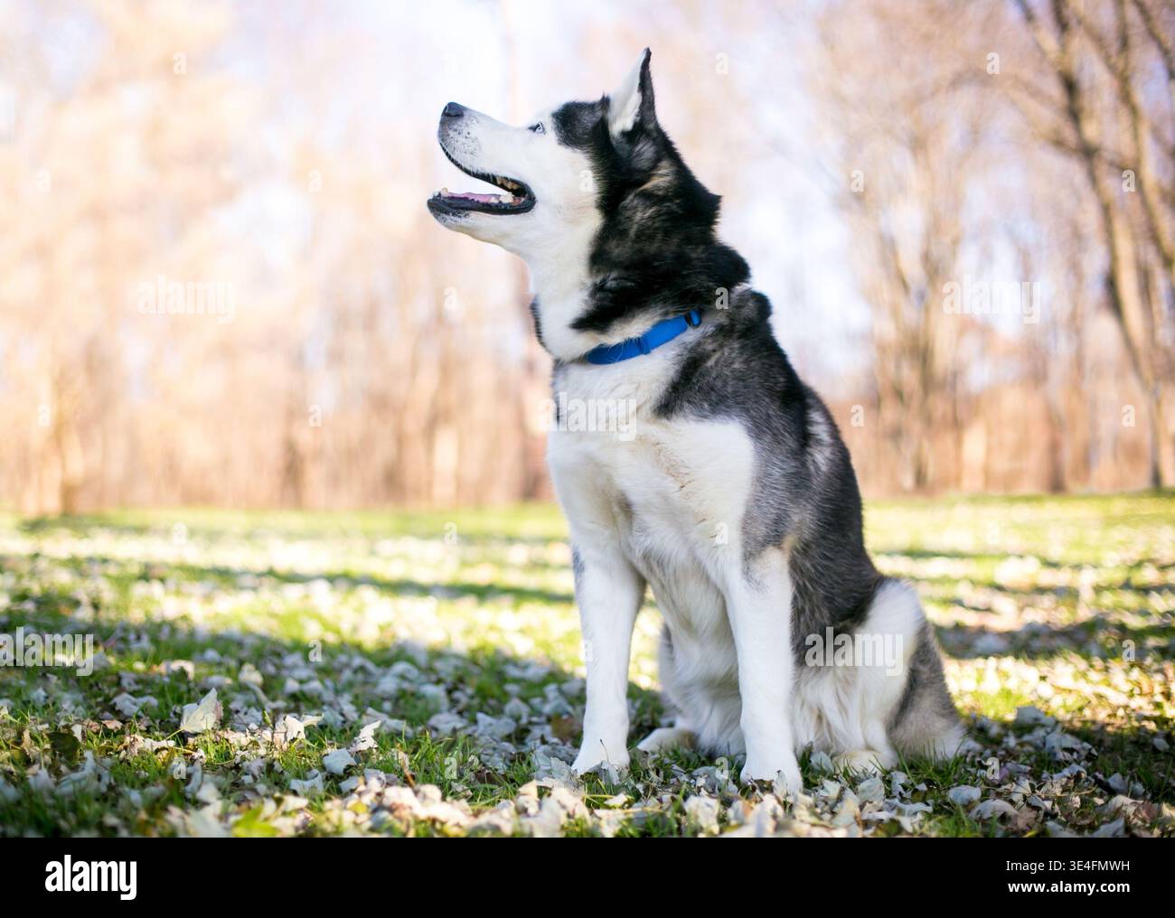 A purebred Siberian Husky dog sitting outdoors and looking to the side Stock Photo