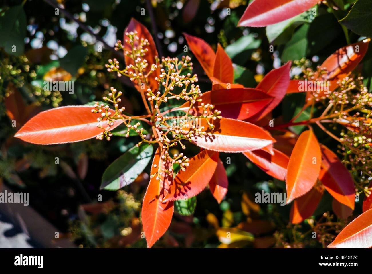 photinia x fraseri 'red robin' Photinia x fraseri Red Robin - ' - Hedging Shrub - Bushy