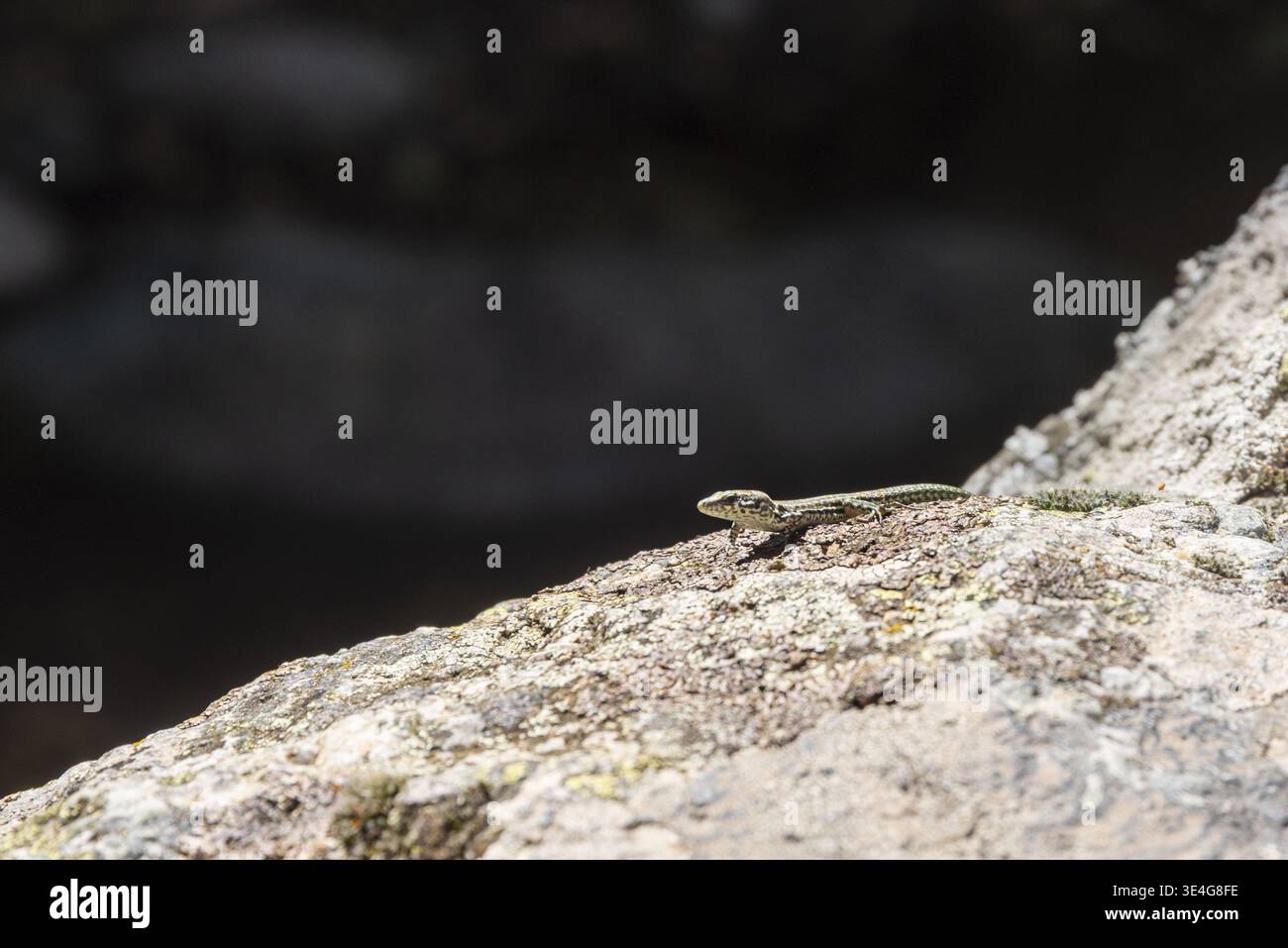 Small lizard basking on a textured rock surface in bright sunlight Stock Photo
