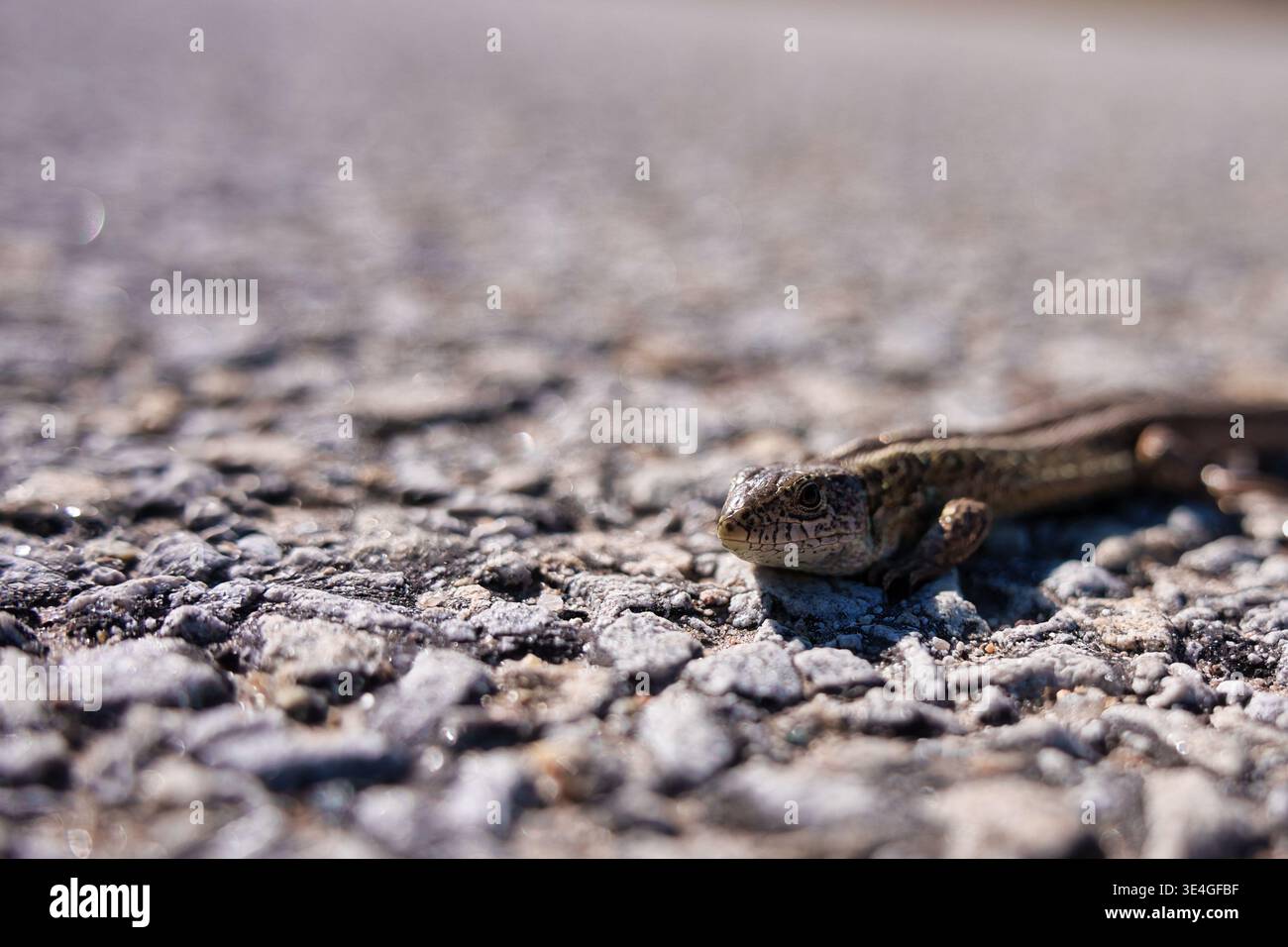 Close-up of a Sand Lizard (Lacerta agilis) resting on a sun-drenched asphalt road Stock Photo