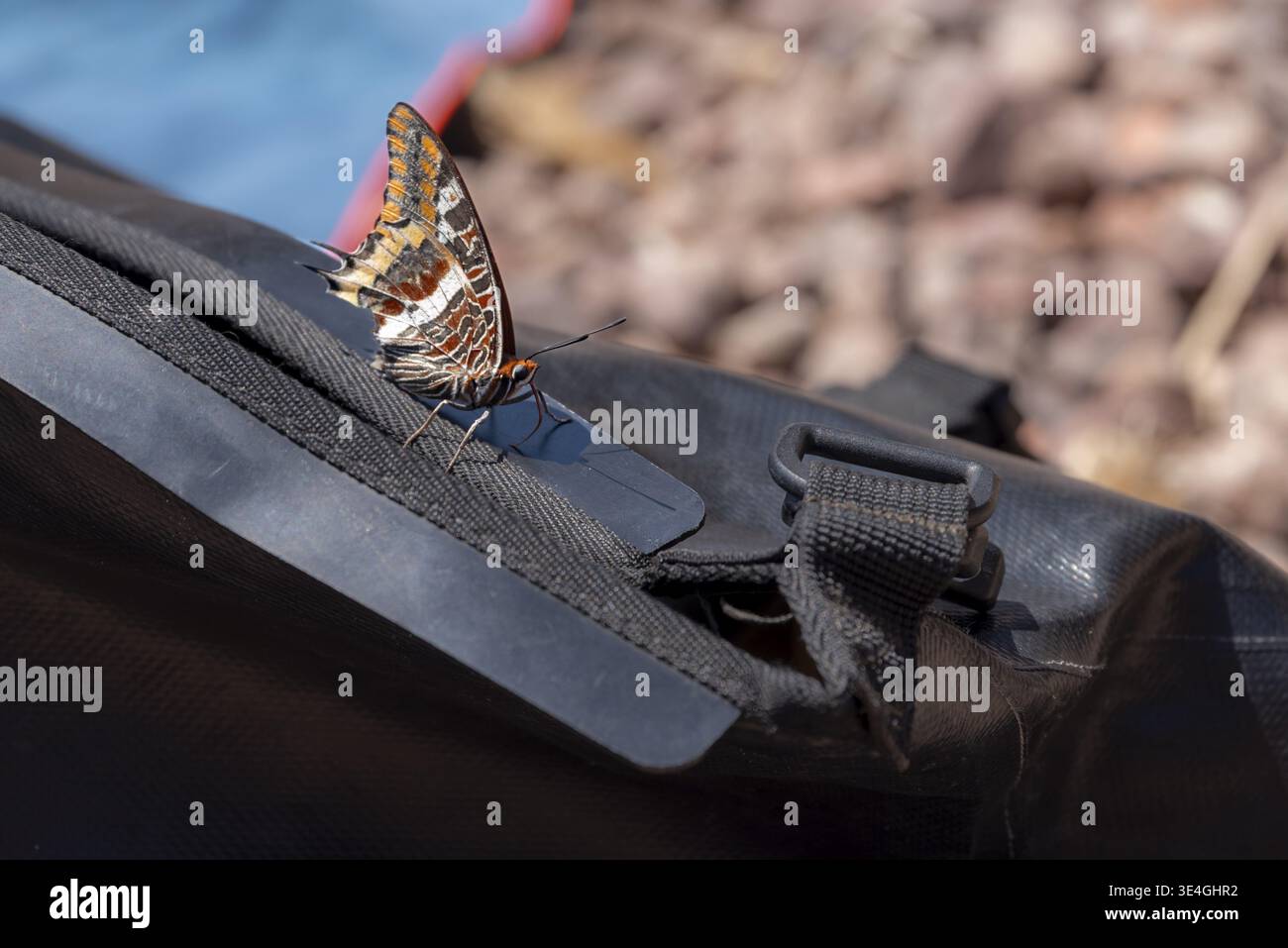 Corsica insect hi-res stock photography and images - Alamy