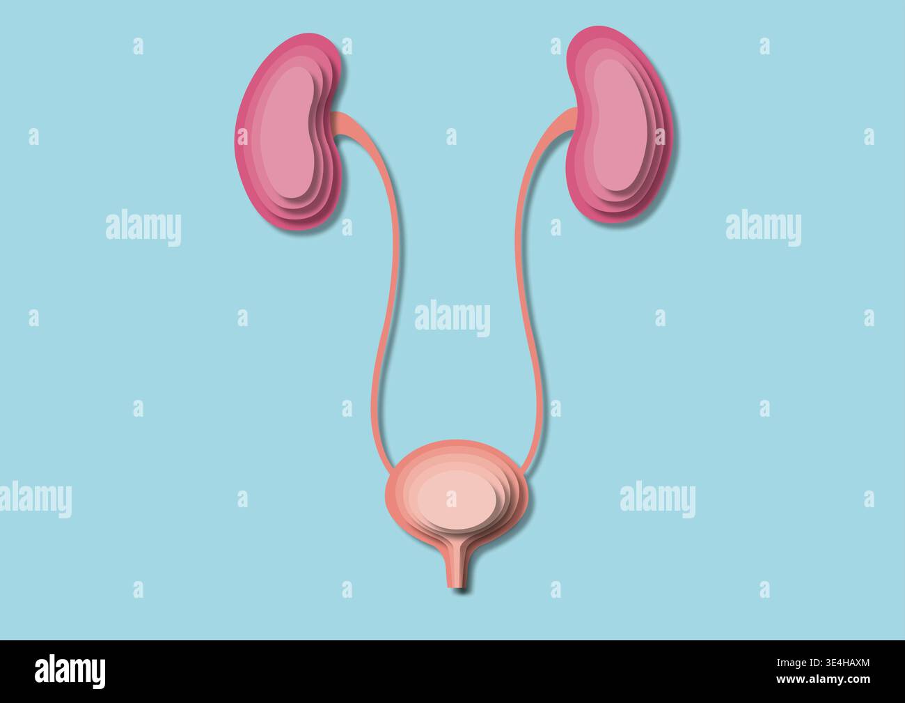 Illustration of the human urinary system Stock Photo - Alamy