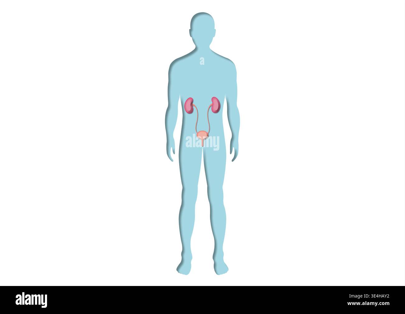 Illustration of the male urinary system Stock Photo - Alamy