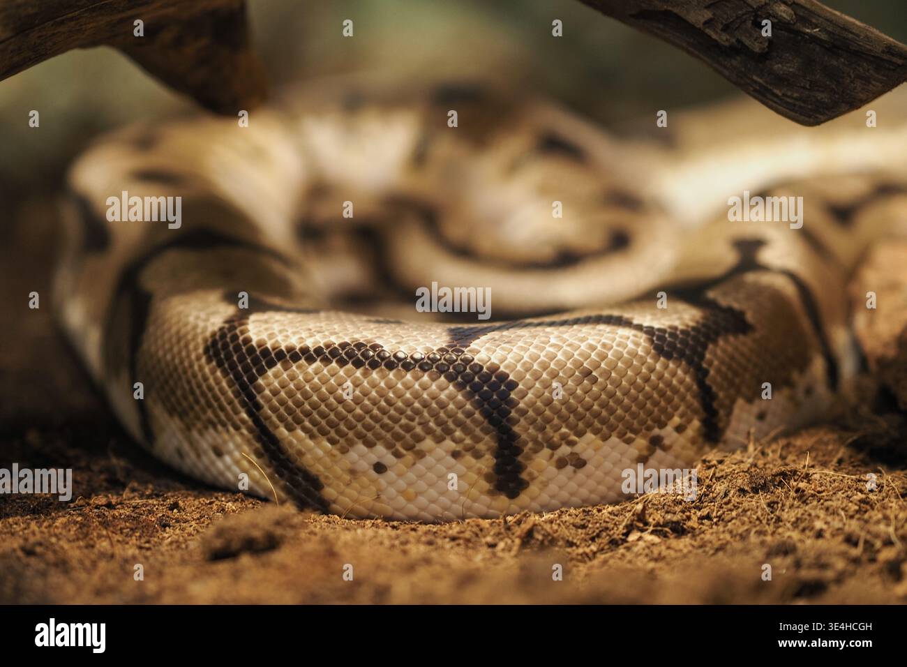 Python snake resting on the ground in a nature setting Stock Photo