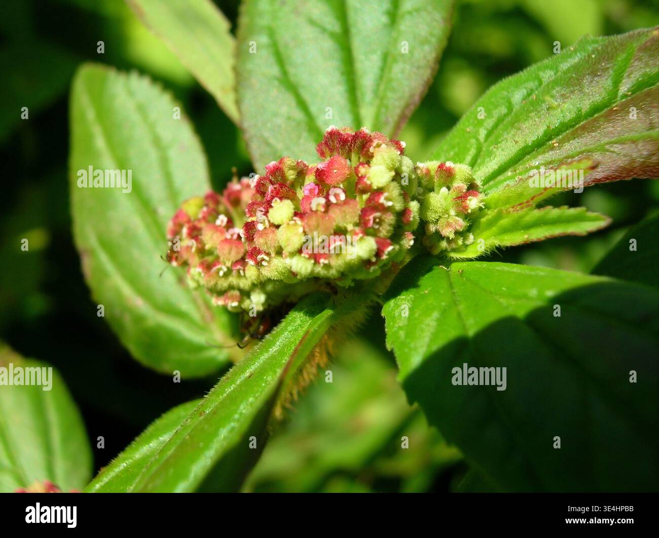 Macro detail of the Asthma Plant (Euphorbia hirta) showing flowers and  leaves used in traditional medicine Stock Photo - Alamy