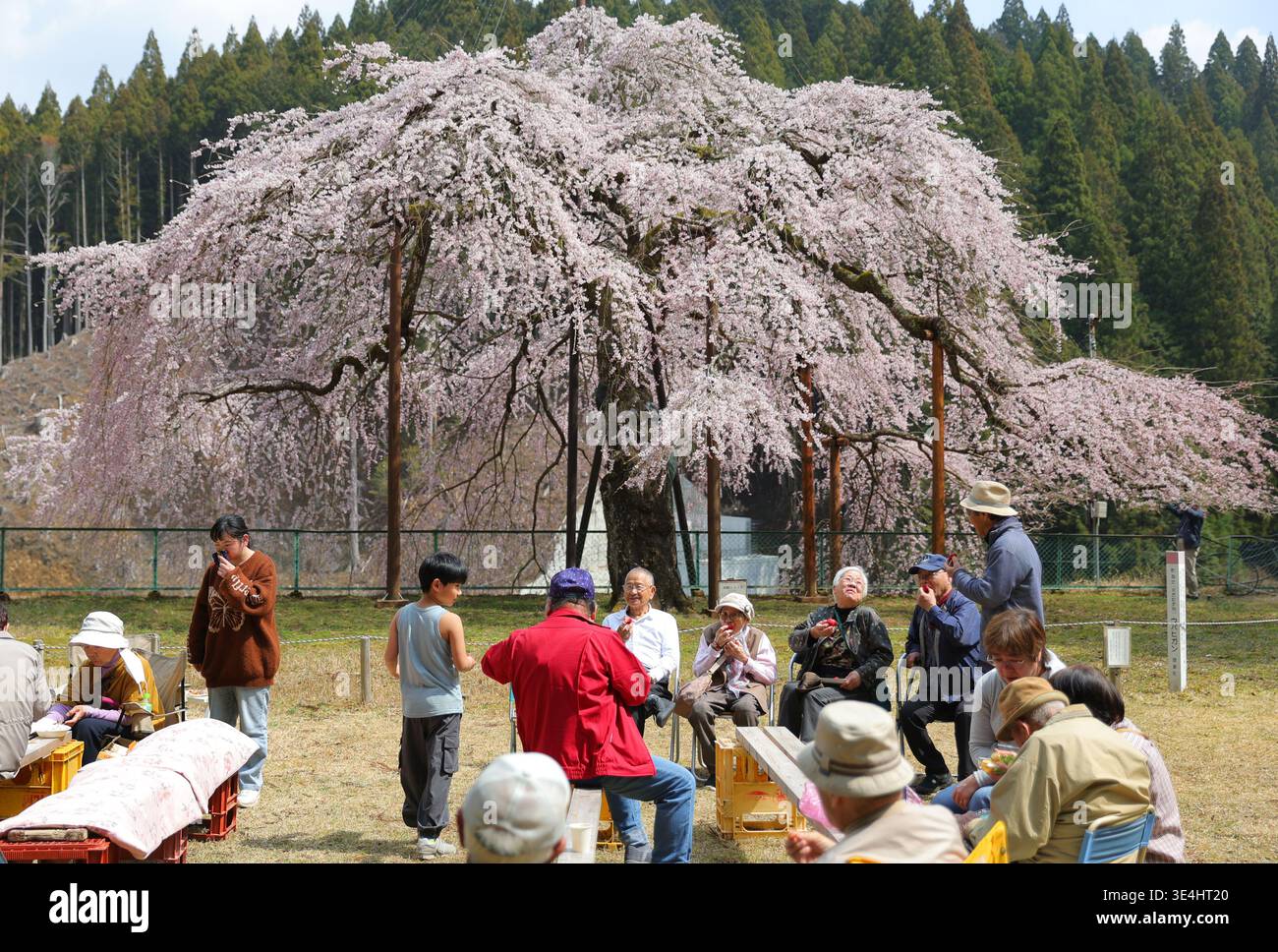 Ubahigan cherry blossoms are in full bloom in Shitara Town, Aichi ...