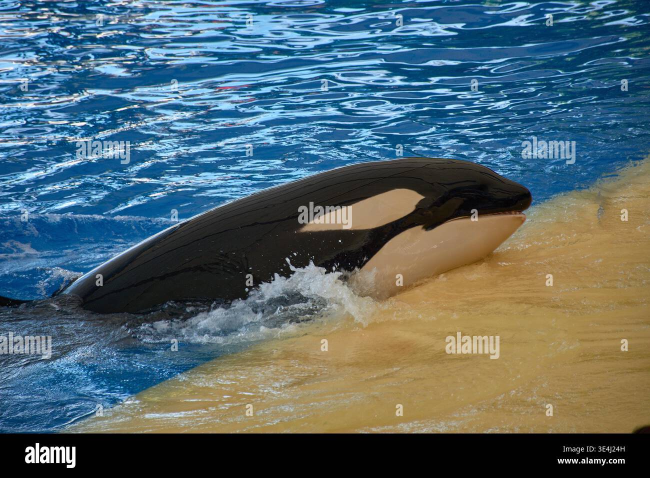 Orca Out An impressive orca raises its head vertically out of the water with ...