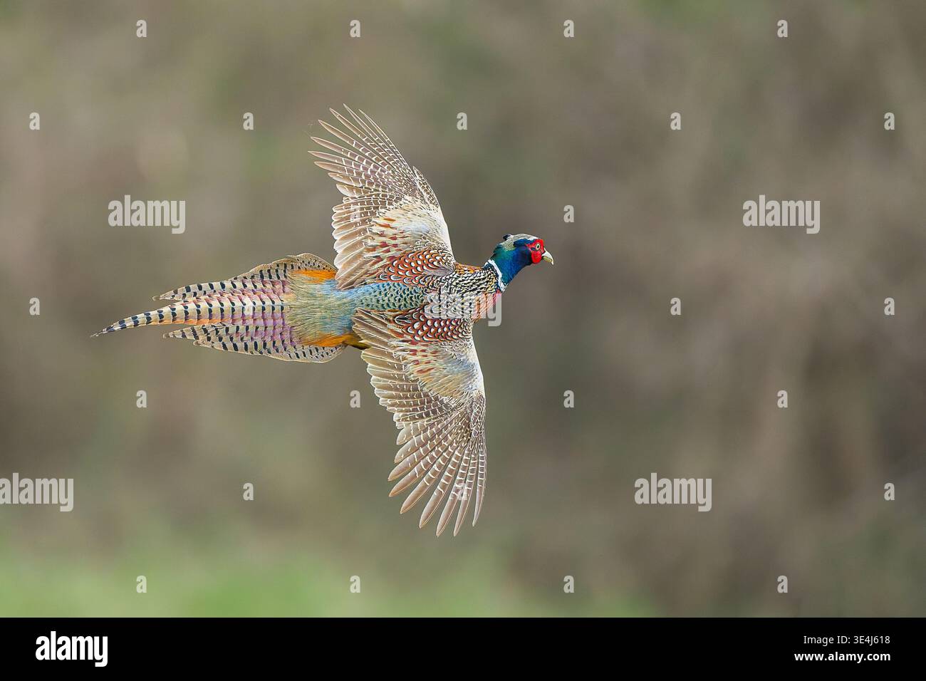 Ring necked pheasant airborne displaying plumage and wing structure Stock Photo