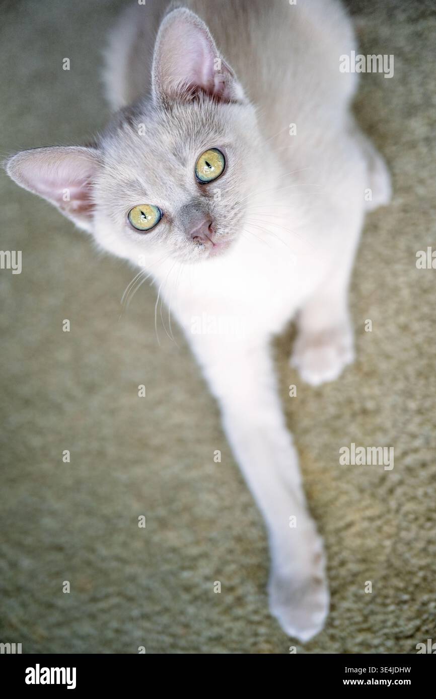 Lilac Burmese Kitten Walking on Carpet and Looking Up at Camera, vertical portrait orientation Stock Photo