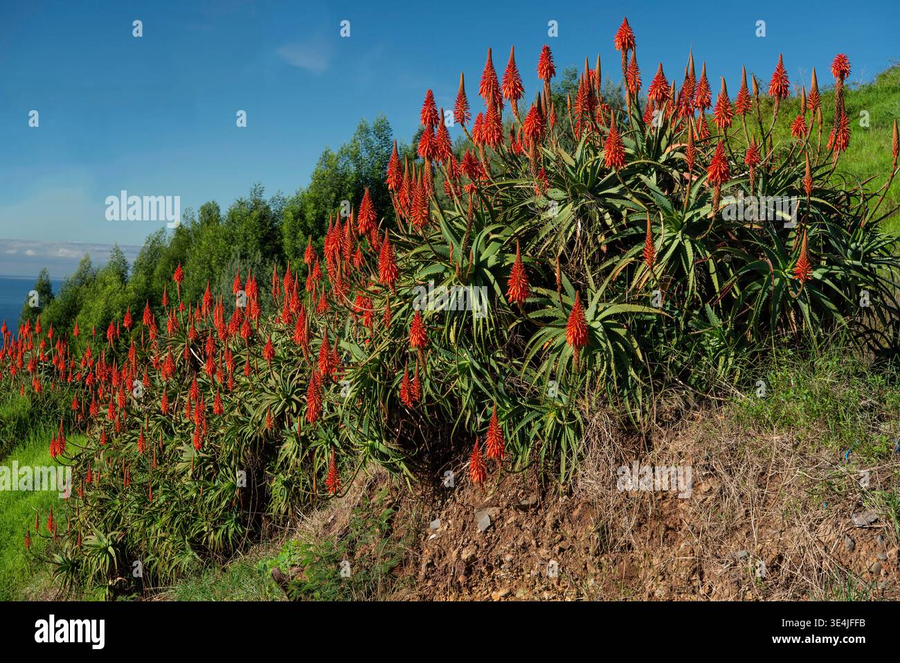 Aloe plants madeira hi-res stock photography and images - Alamy