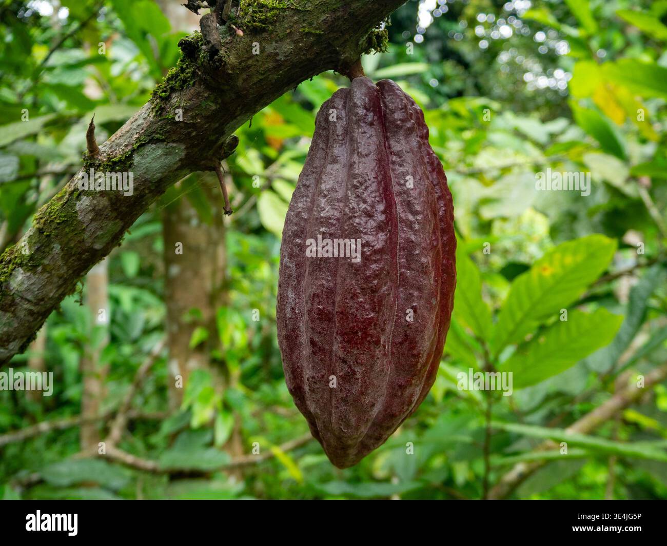 Cocoa pods growing on a cacao tree trunk Stock Photo