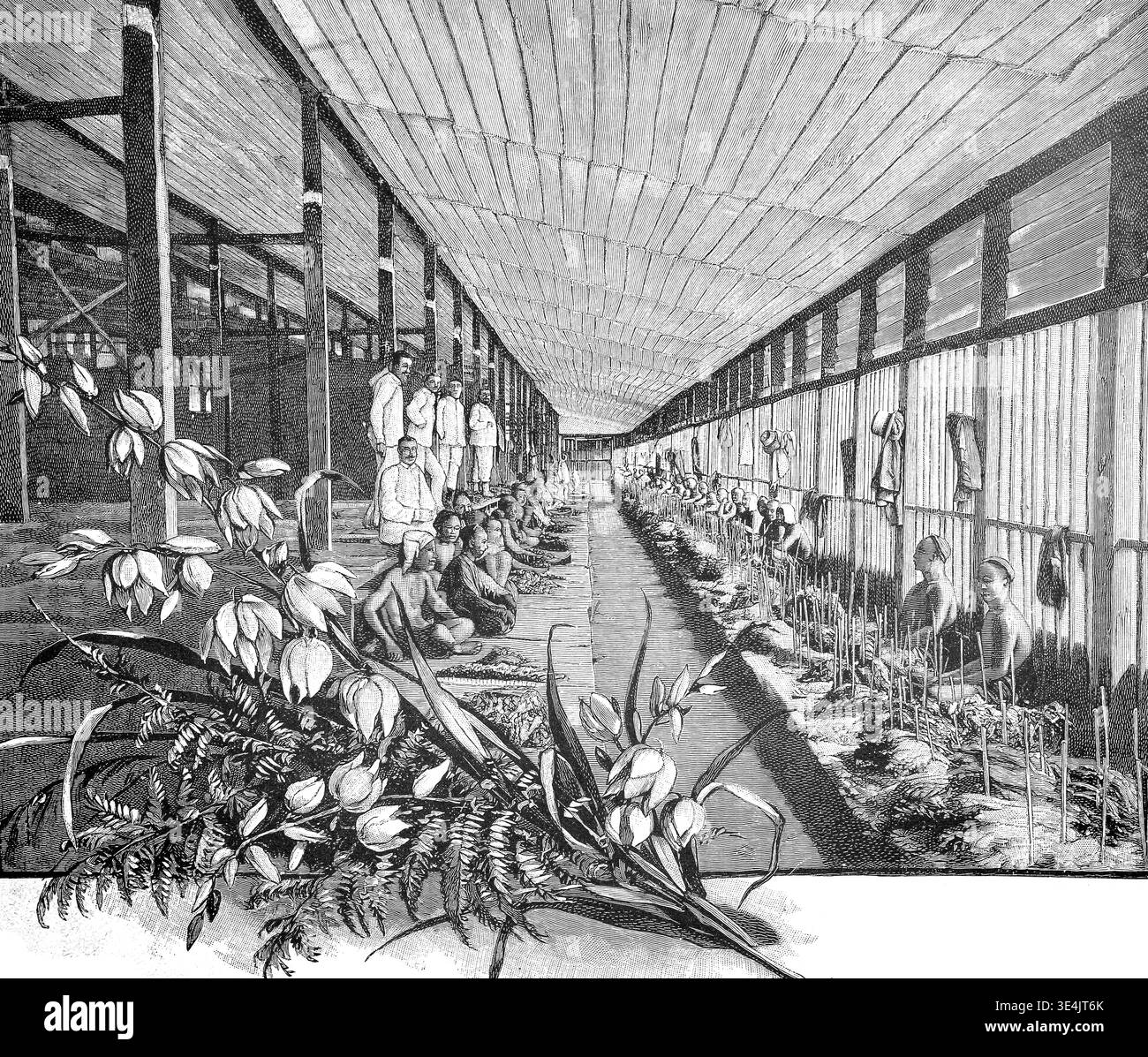 White tobacco plant Black and White Stock Photos & Images