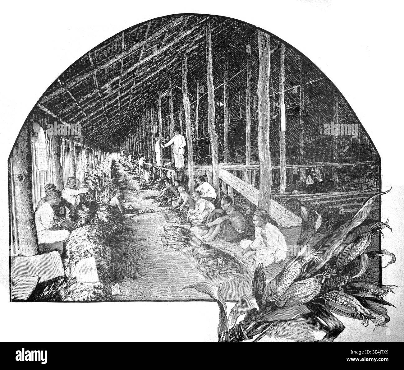 White tobacco plant Black and White Stock Photos & Images