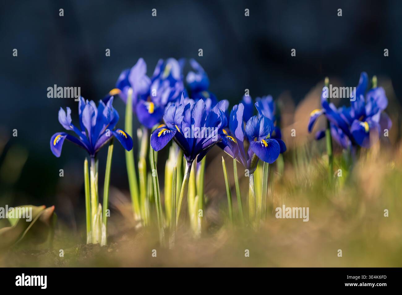 Iris reticulata ‘Harmony’ blooming in early spring, vivid blue flowers with yellow accents glowing in soft sunlight. Close-up of dwarf iris ‘Harmony’. Stock Photo