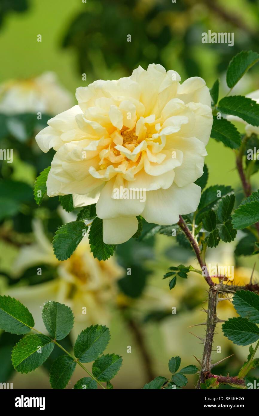 Rosa Agnes, rose Agnes, rugosa rose, fully-double, pale amber tinted ...