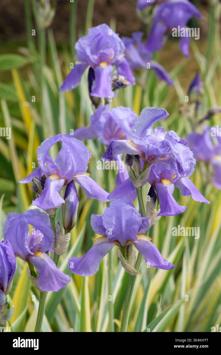Dalmatian iris Argentea Variegata, Iris Argentea, tall bearded iris, grey-green leaves edged in white, light blue blue-purple flowers, yellow beards Stock Photo
