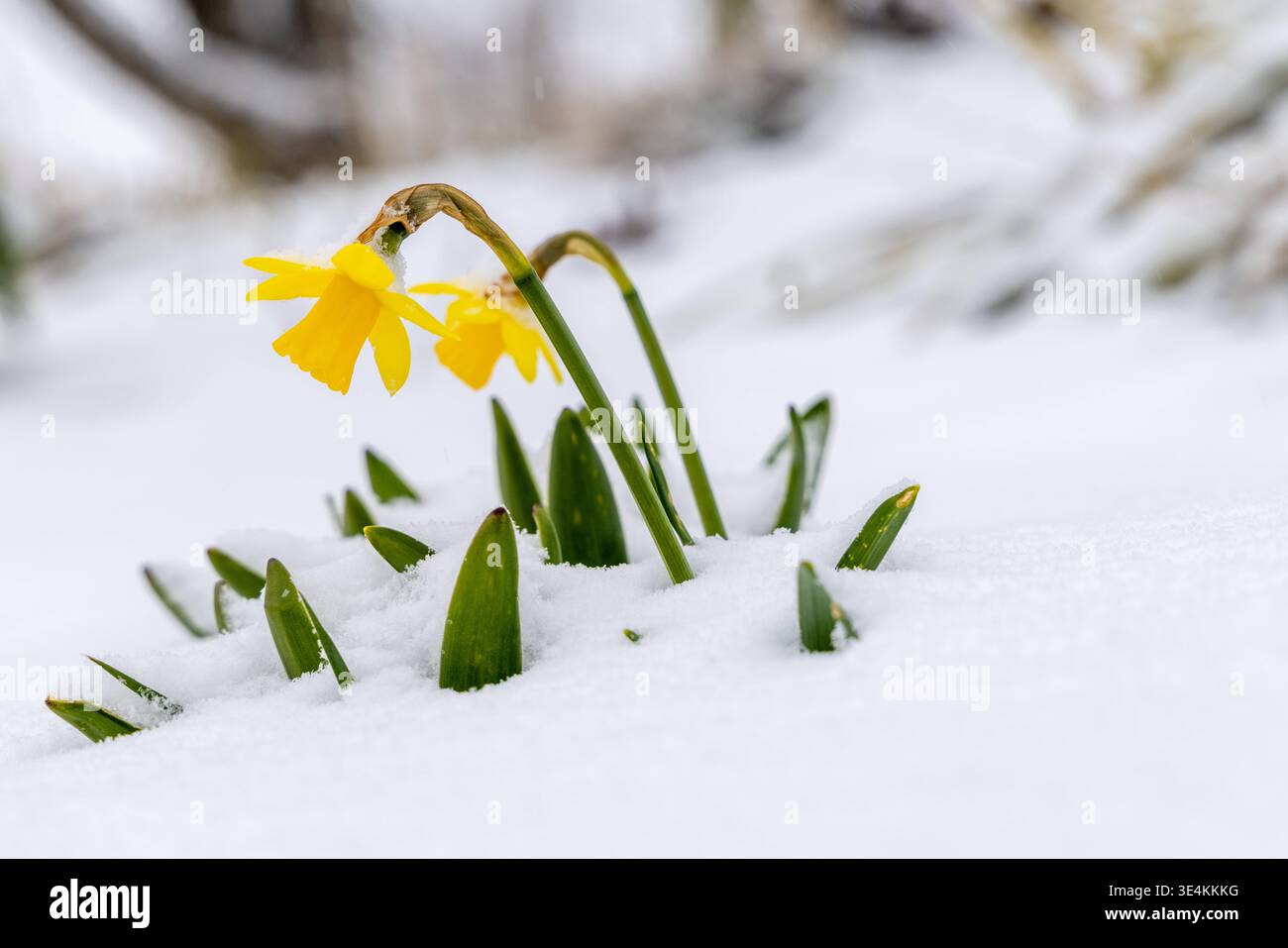 Schneefall am Großen Feldberg Narzissen ragen aus einer Schneedecke ...