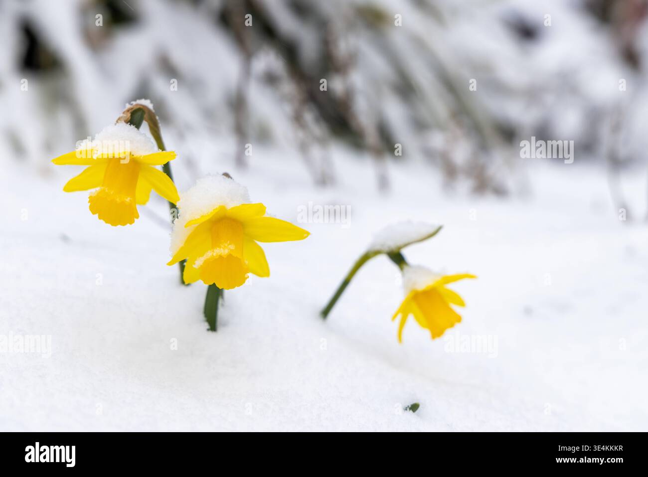 Schneefall am Großen Feldberg Narzissen ragen aus einer Schneedecke ...