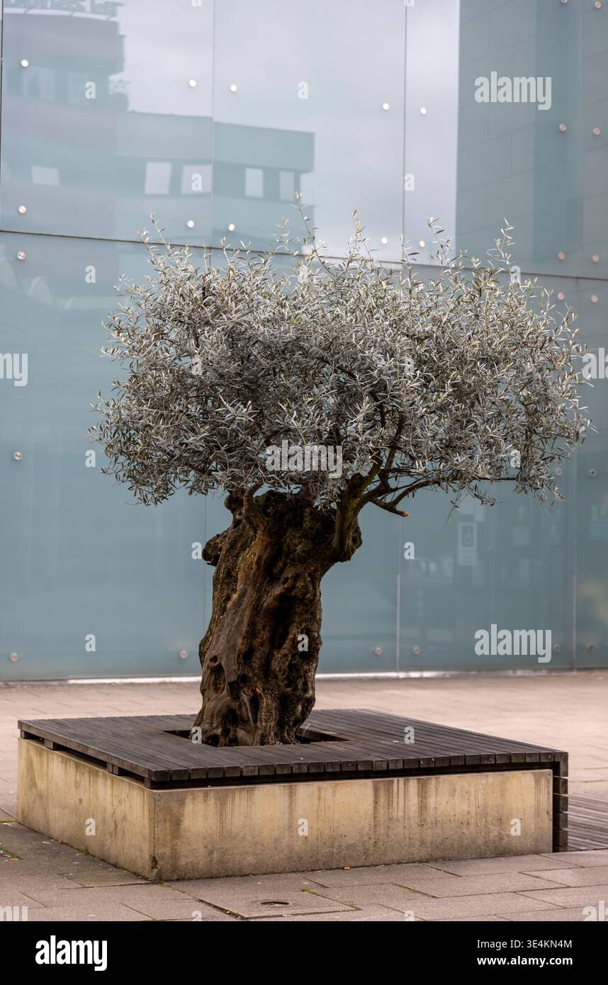 Olive tree sculpture hi-res stock photography and images - Alamy