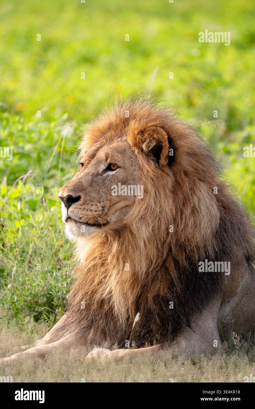 Majestic male lion golden mane hi-res stock photography and images - Alamy