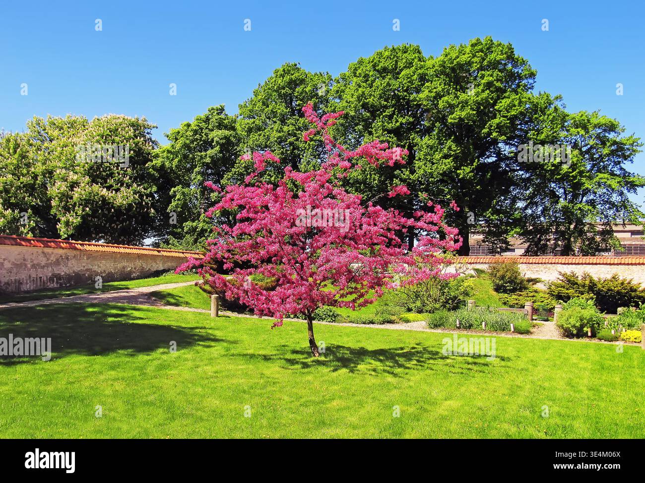 Pink Blossoming Tree in Sunny Green Park Landscape. Beautiful pink flowering tree in a lush green park under bright sunlight. Ideal for spring, nature Stock Photo