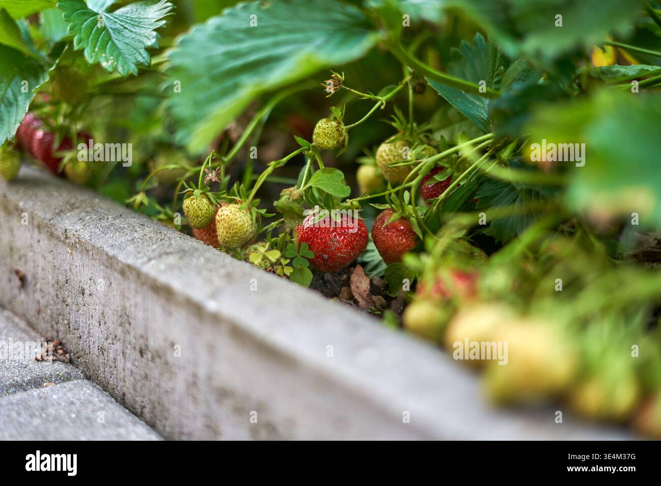 Image shows plants growing hi-res stock photography and images - Alamy
