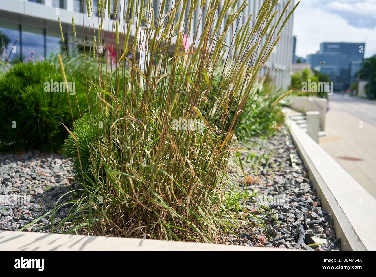 Slender grass features hi-res stock photography and images - Alamy