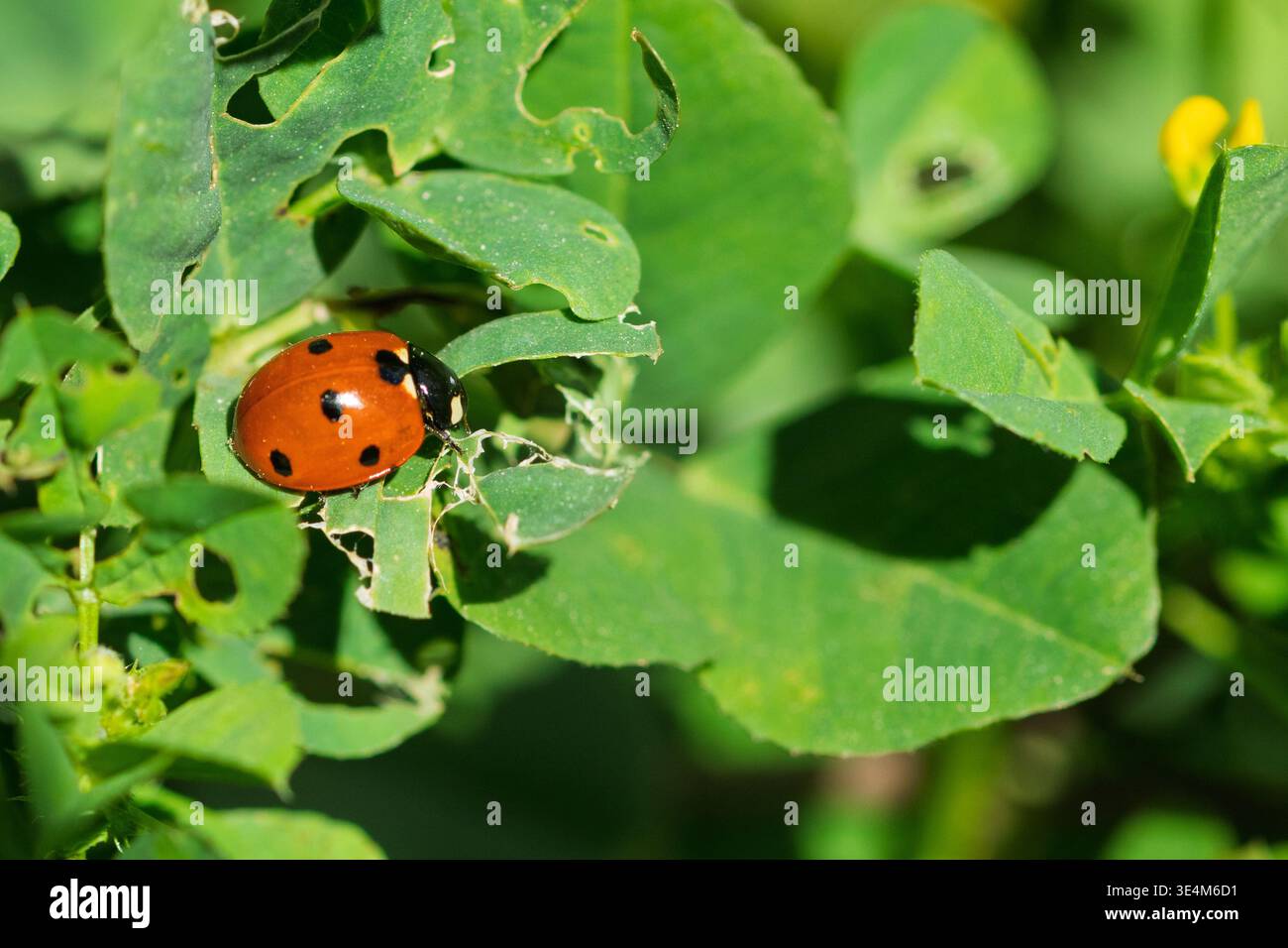 Ladybug with red shell and black spots crawling on a green leaf Stock Photo
