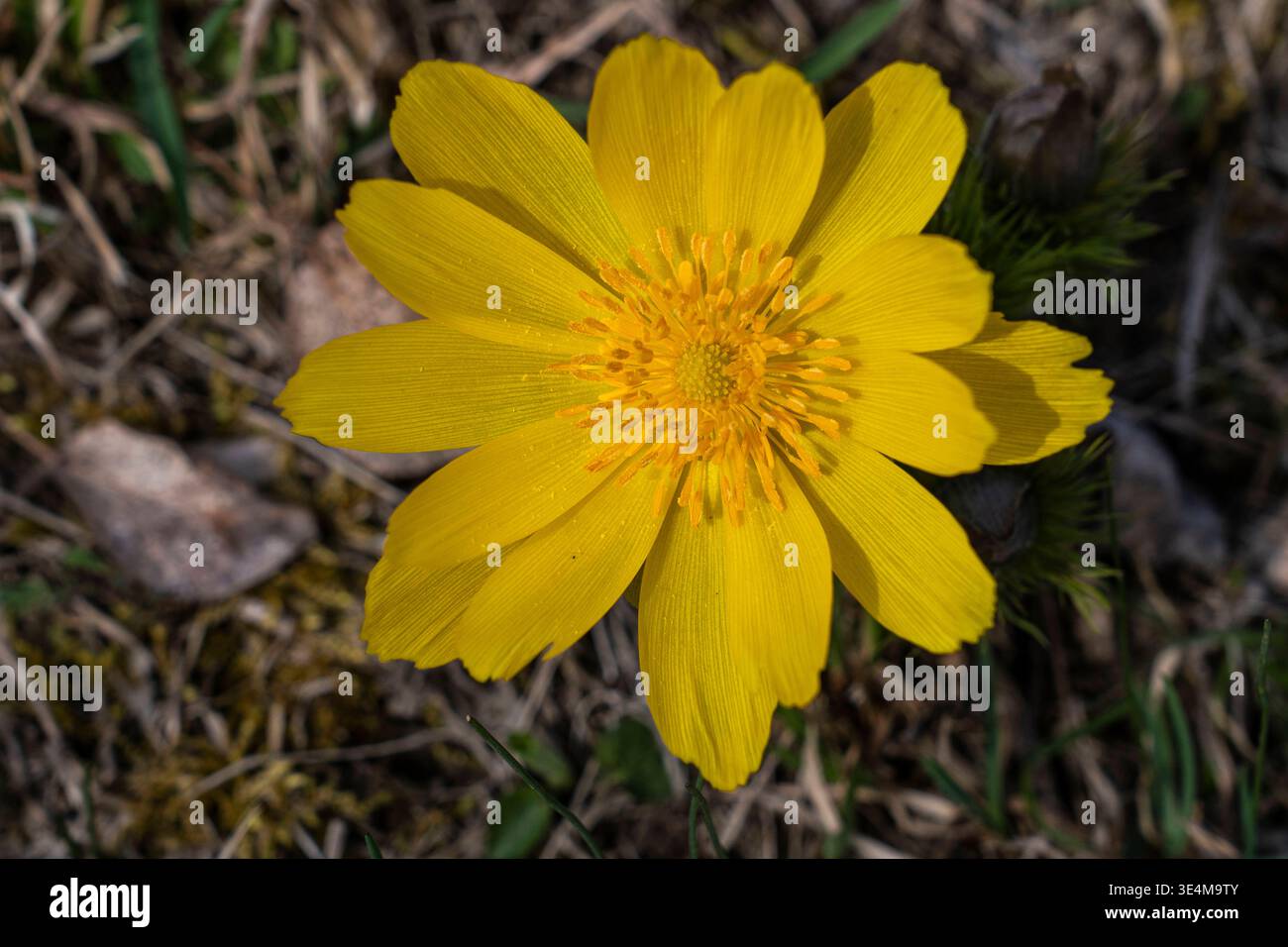 Blühende Adonisröschen Adonis im Naturschutzgebiet auf den Pontischen ...