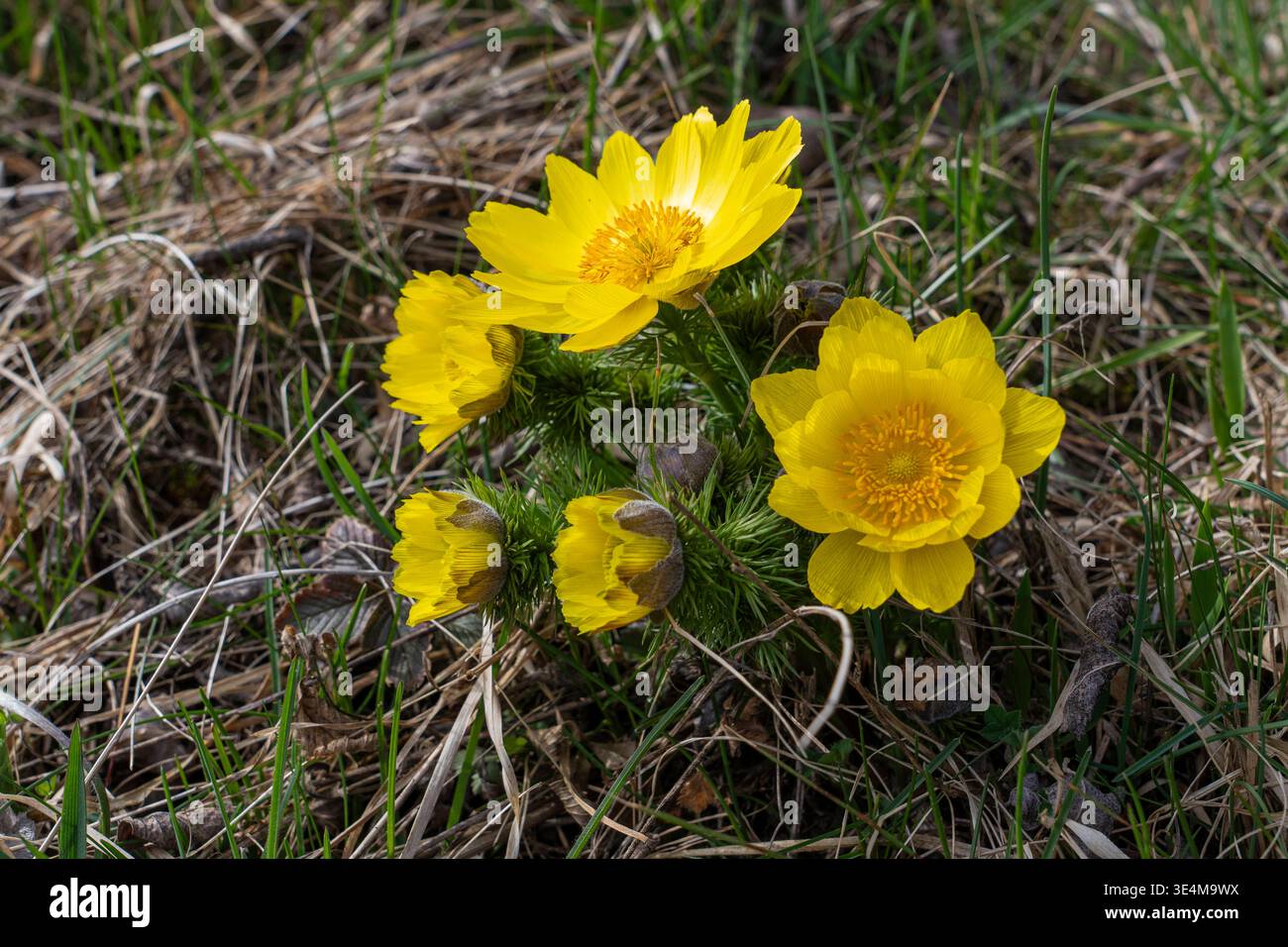 Blühende Adonisröschen Adonis im Naturschutzgebiet auf den Pontischen ...