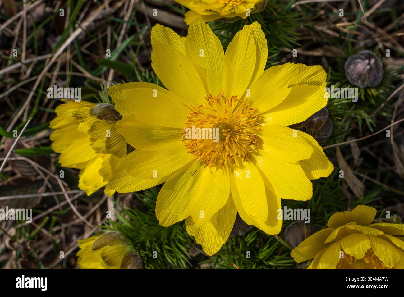 Blühende Adonisröschen Adonis im Naturschutzgebiet auf den Pontischen ...
