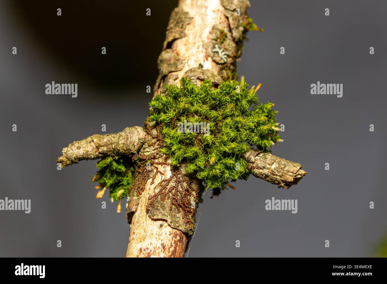 A  patch of moss growing on a dead tree branch,Quebec,Canada Stock Photo