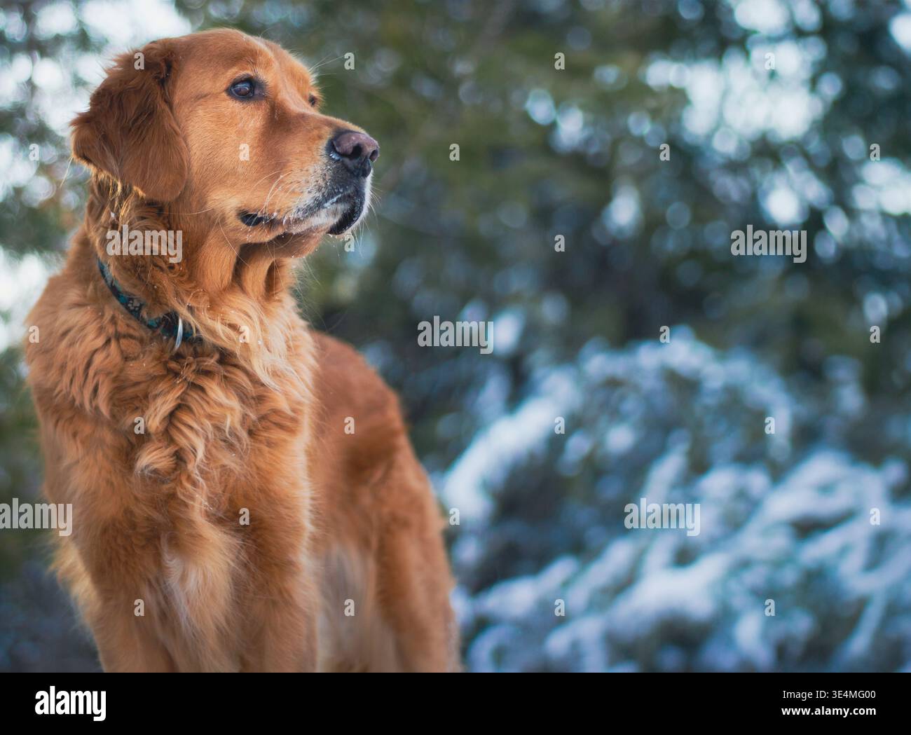Golden Retriever standing out in a winter forest Stock Photo